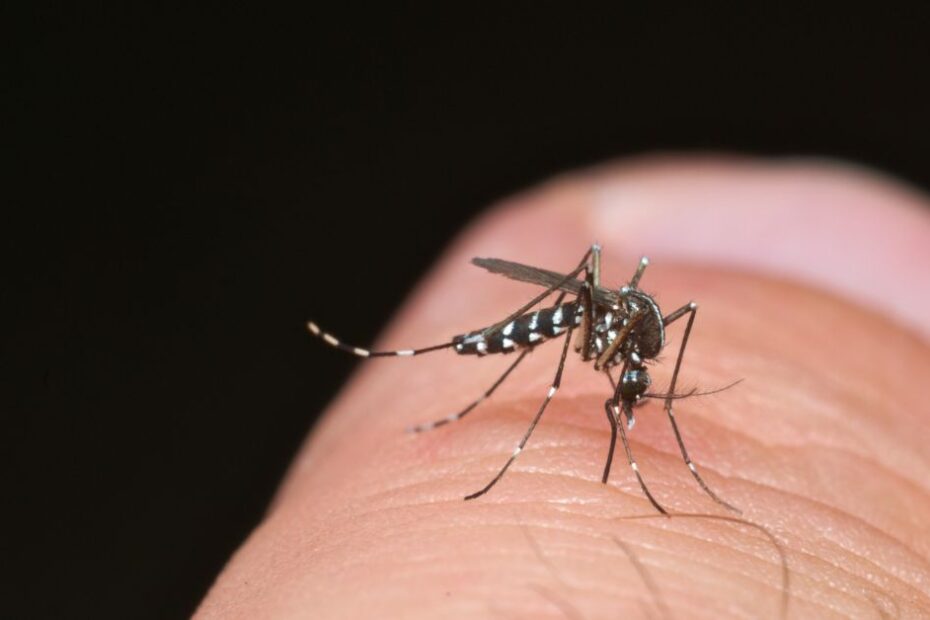 Aké nebezpečenstvo pre nás predstavuje komár tigrovaný a ako sa pred ním chrániť?