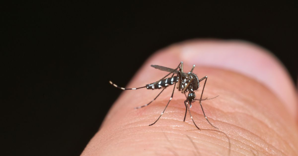 Aké nebezpečenstvo pre nás predstavuje komár tigrovaný a ako sa pred ním chrániť?
